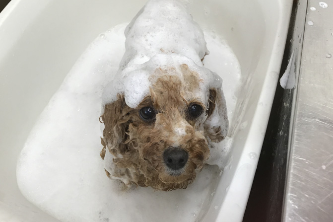 メディカルトリミング